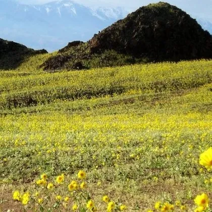 &bdquo;Долината на смъртта" може да разцъфти като приказка през 2026 г.