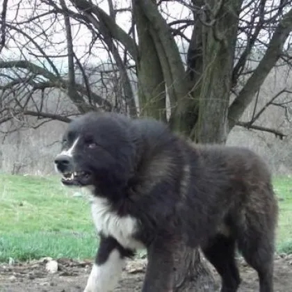 За сериозен инцидент с куче от Казанлък съобщиха от Областната