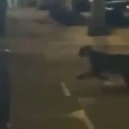 Пума обикаля из престижен квартал, десетки я издирват ВИДЕО