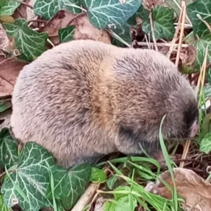Какво е това животинче, зарадвало старозагорци? СНИМКА