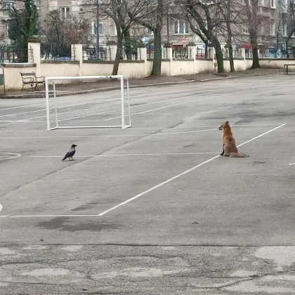 Кума Лиса се разходи из празен двор на училище СНИМКИ