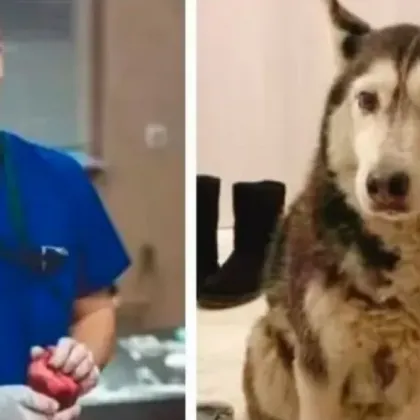 Протест заради прегазеното куче Мая: Настояват д-р Цоневски да бъде отстранен от работа