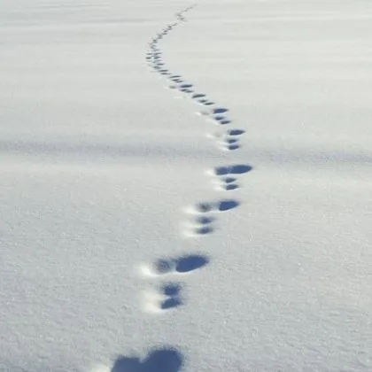 Днес синоптичната обстановка ще остане усложнена Снеговалежите ще са повсеместни на
