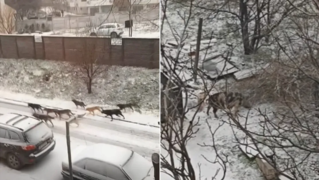 Глутница кучета разтревожи плевенчани, а самотно прасе ги развесели ВИДЕО