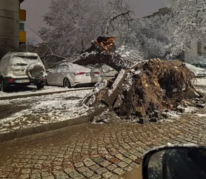 Голямо дърво рухна върху автомобил в Пловдив СНИМКИ
