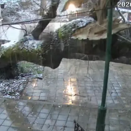 Дърво се стовари в двора на бургаски манастир ВИДЕО