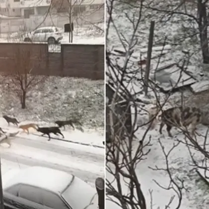 Глутница кучета разтревожи плевенчани, а самотно прасе ги развесели ВИДЕО