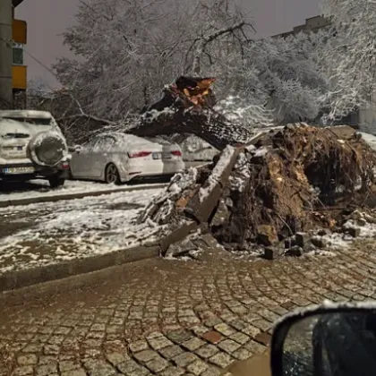 Паднало дърво е причинило материални щети тази нощ в Пловдив