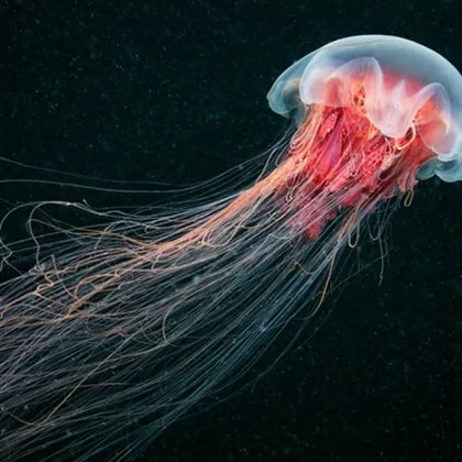 Ужас в каналите на Венеция: опасна медуза превзема лагуната