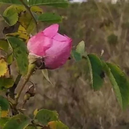 Предлагат Розовата долина да стане част от наследството на ЮНЕСКО