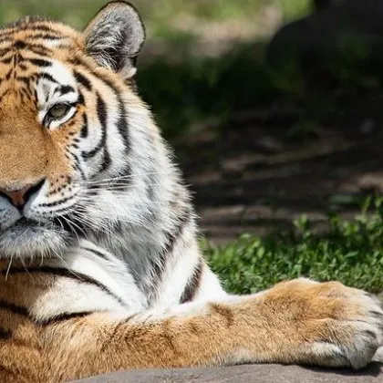 Видеоклип със сибирски тигър който се разхожда свободно в двор