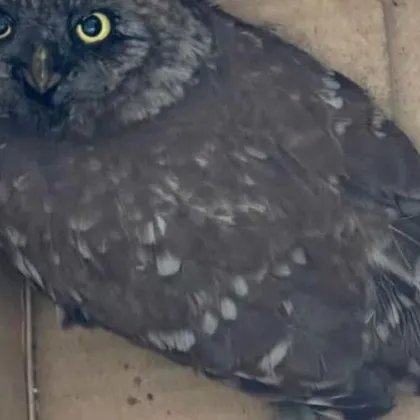 Спасиха кукумявка, изпаднала в беда СНИМКА