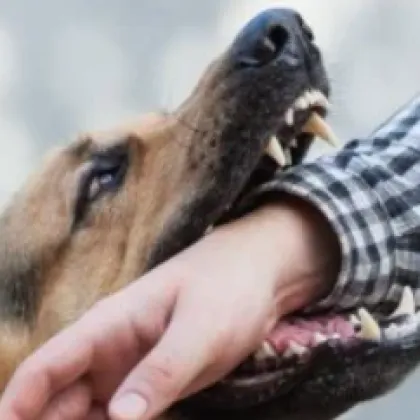 Дете е ухапано от бездомно куче край детска площадка