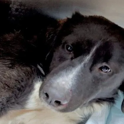 Доброто! Блъснато куче обедини полицаи и ветеринари