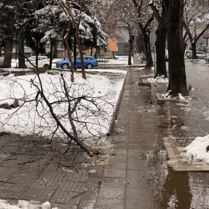 Пловдивчанин: Клон падна на сантиметри от мен - щеше да ме убие! СНИМКИ