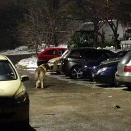 Едри кучета предизвикаха притеснение сред жители на Ловеч след като