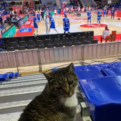 Почина легендарната котка Любица &ndash; талисманът на зала &bdquo;Пионер"