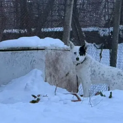 Куче от къщата на ужасите в село Царевец където в