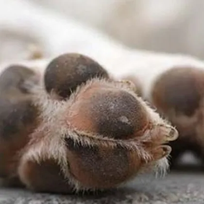 Ново зверство срещу животни в страната Кучета масово са изтровени