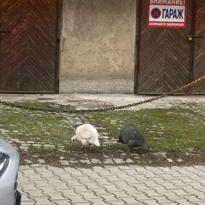 Двойка любопитни гости пообиколиха из столичните улички СНИМКИ