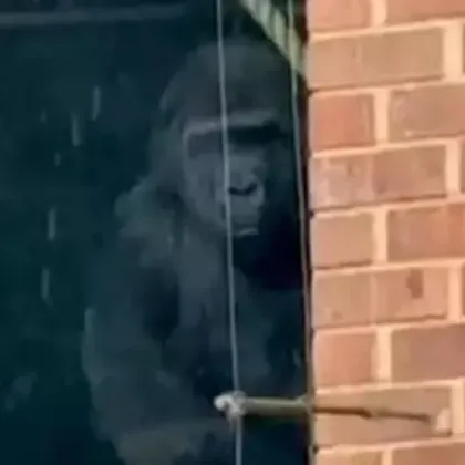 Горили са забелязани в затворен британски зоопарк. Каква ще е съдбата им?