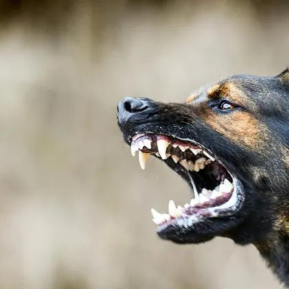 Куче нападна дете на автогарата в Асеновград