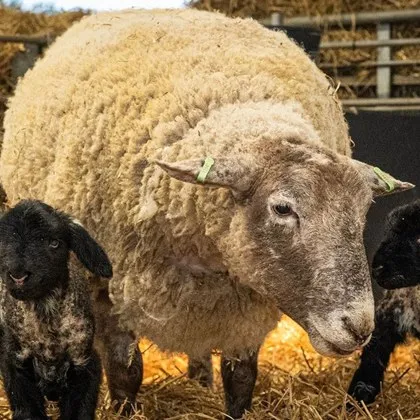 &bdquo;Най-самотната овца на Великобритания" Фиона стана майка за първи път СНИМКИ