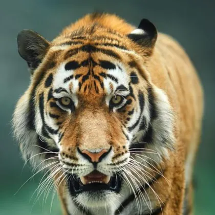 Виетнамската полиция откри два мъртви тигъра във фризери в мазето