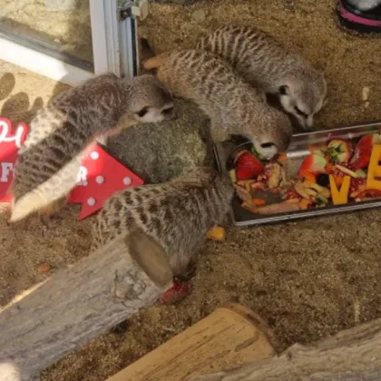 Празникът на влюбените се отбелязва със специална инициатива на зоопарка