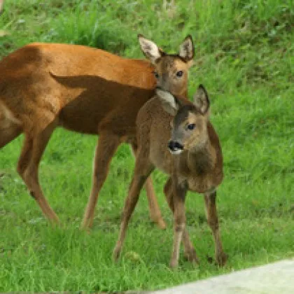 Две сърни са открити убити в района на язовир Жребчево