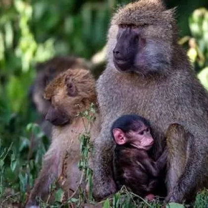Финландски учени провеждащи наблюдения в Намибия стигнаха до заключението че