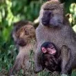Учените доказаха, че маймуните ревнуват