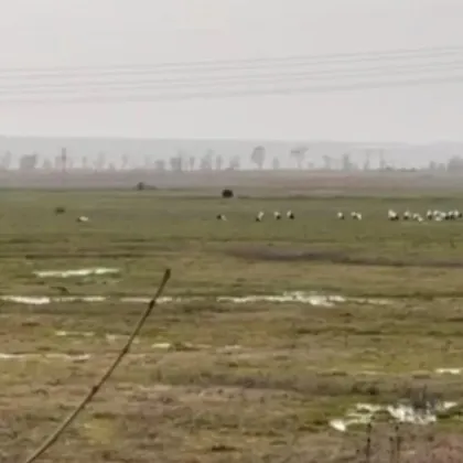 Първите щъркели пристигнаха в Бургас