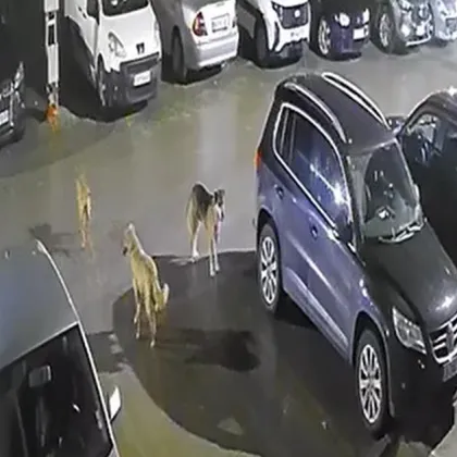 Глутница кучета сее страх във Варна, хора не смеят да излязат от домовете си