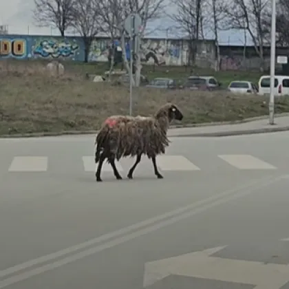 Овца бяга из улиците на Велико Търново ВИДЕО