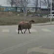 Овца бяга из улиците на Велико Търново ВИДЕО