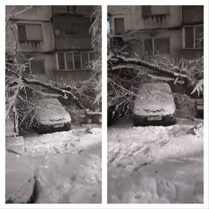 &bdquo;Браво" на общината! След няколко сигнала дървото&hellip; най-накрая падна