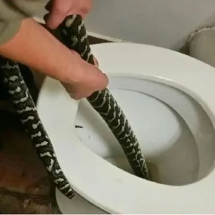 Огромен питон &bdquo;резервира" обществена тоалетна в Австралия ВИДЕО