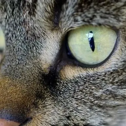 Кучета се вмъкнаха в двор, нахапаха до смърт домашна котка