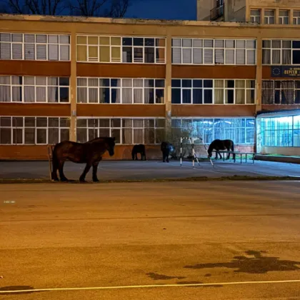 Неочаквани &bdquo;ученици": Коне превзеха училищен двор в София СНИМКИ