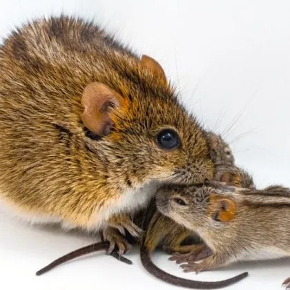 Откриха ген, който може да определи дали един баща ще бъде добър или лош