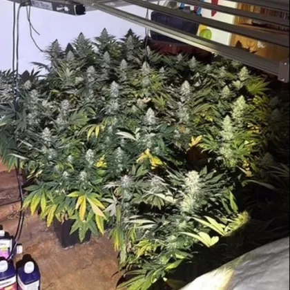 Криминалисти от Първо РУ – СДВР разкриха мащабна схема за