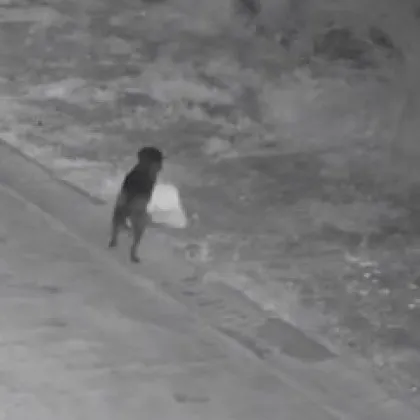 Стопанин обучи кучето си да изхвърля незаконно боклук ВИДЕО