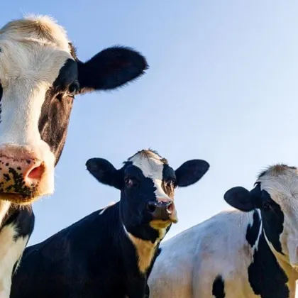 Части от област Ларнака на о. Кипър са под карантина заради огнище на шап