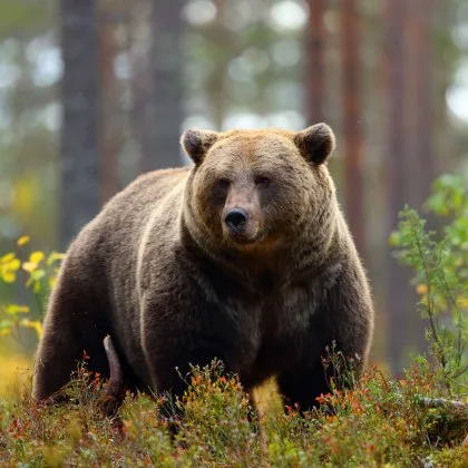 Жена спаси съпруга си от мечка
