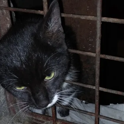 "Доброто отново победи": Огнеборци спасиха заклещено коте в Пловдив