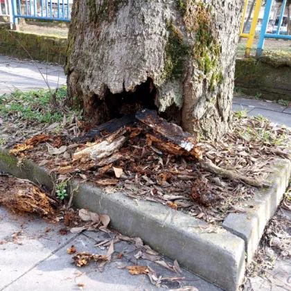 "Ще падне всеки момент": Варненци сигнализират за опасно дърво до училище СНИМКИ
