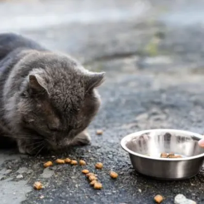 Сигнал в мрежата: Жена е нападната, докато храни котки