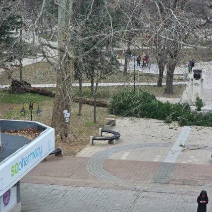 Голямо дърво падна в градската градина в Пазарджик СНИМКА