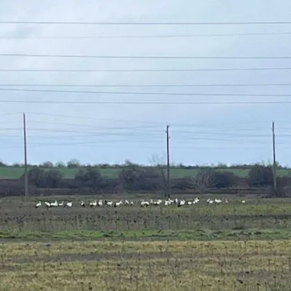 Ято щъркели се завърна в страната СНИМКА